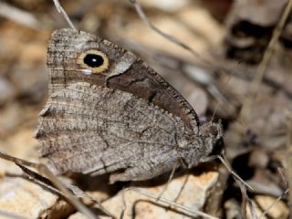 Aa Karamelei (Hipparchia statilinus)