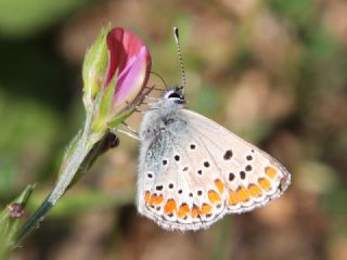 okgzl Esmer (Aricia agestis)