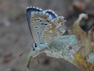 okgzl Levantin illi Mavisi (Polyommatus syriaca)