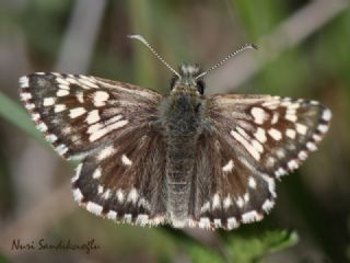 Ebegmeci Zpzp (Pyrgus malvae)