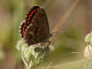 okgzl Esmer (Aricia agestis)