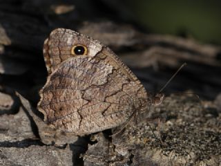 Anadolu Karamelei (Hipparchia fatua)