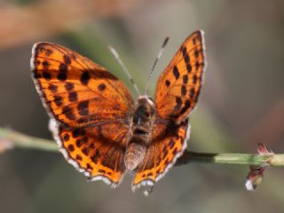 Kk Ate Gzeli (Lycaena thersamon)