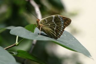 Bahadr (Argynnis pandora)