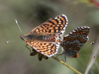 parhan (Melitaea cinxia)