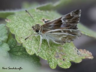 �ark Z�pz�p�&nbsp;(Carcharodus&nbsp;orientalis)