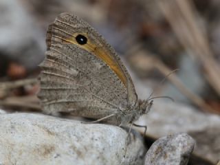 Esmerperi (Hyponephele lupina)