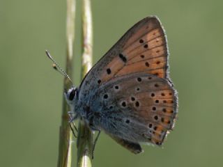 Kk Ate Gzeli (Lycaena thersamon)