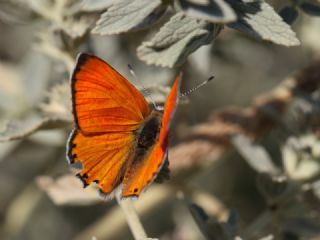 Alev Ategzeli (Lycaena kefersteinii)