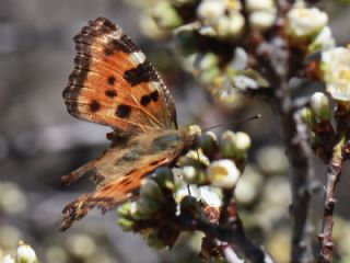 Karaaa Nimfalisi (Nymphalis polychloros)