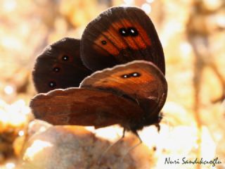 Mecnun Gzelesmeri (Erebia melancholica)