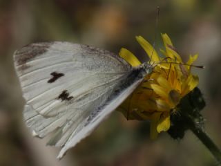 Kk Beyazmelek (Pieris rapae)