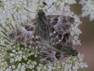 ark Zpzp (Carcharodus orientalis)