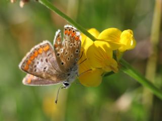 okgzl Esmer (Aricia agestis)