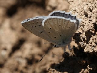okgzl Dafnis (Polyommatus daphnis)