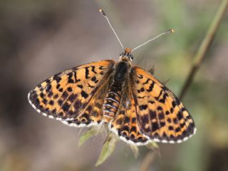 Benekli parhan (Melitaea didyma)