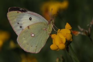 Sar Azamet (Colias croceus)