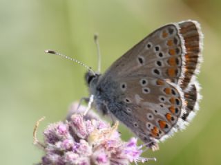 okgzl Orman Esmeri (Aricia artaxerxes)