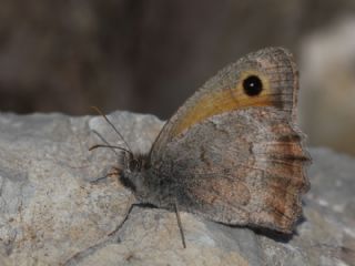 K���k Esmerperi&nbsp;(Hyponephele&nbsp;lycaon)