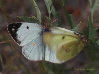 Gzel Azamet (Colias sareptensis)