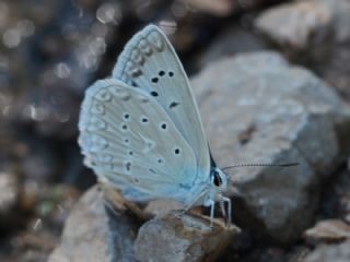 okgzl Dafnis (Polyommatus daphnis)