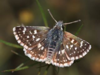 Kzl Zpzp (Spialia orbifer)