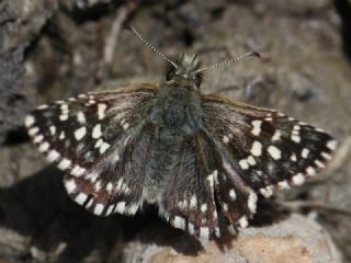 Ege Z�pz�p�&nbsp;(Pyrgus&nbsp;melotis)