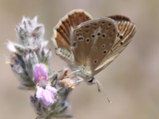 Anormal okgzl (Polyommatus admetus)