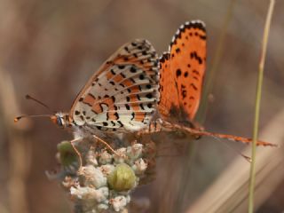 Benekli parhan (Melitaea didyma)