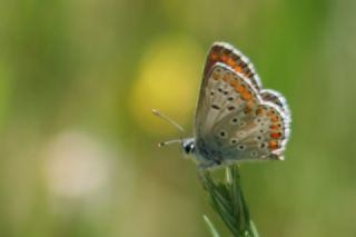 okgzl Esmer (Aricia agestis)