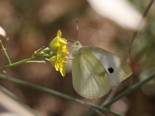 Kk Beyazmelek (Pieris rapae)