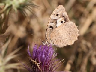 Cad (Chazara briseis)