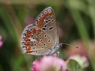 okgzl Meneke Mavisi (Polyommatus thersites)