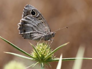 Aa Karamelei (Hipparchia statilinus)