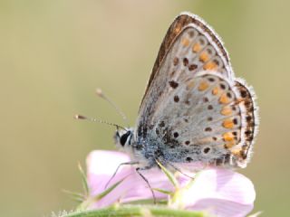 okgzl Esmer (Aricia agestis)