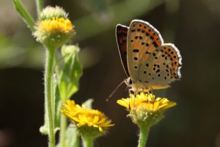 sli Bakr Gzeli (Lycaena tityrus)