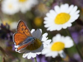 B�y�k Mor Bak�r G�zeli&nbsp;(Lycaena&nbsp;alciphron)