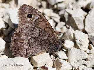 Anadolu Karamelei (Hipparchia fatua)