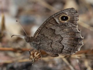 Anadolu Karamelei (Hipparchia fatua)