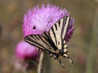 Kaplan Krlangkuyruk (Papilio alexanor)