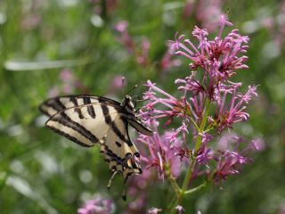 Kaplan K�rlang��kuyruk&nbsp;(Papilio&nbsp;alexanor)