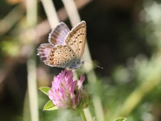 okgzl Yalanc Eros (Polyommatus eroides)