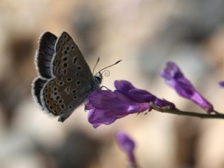 okgzl Yalanc Eros (Polyommatus eroides)