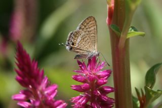 Lampides (Lampides boeticus)