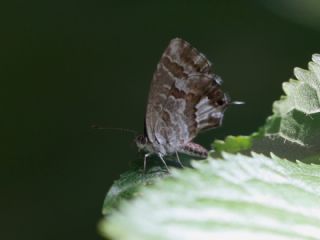 Sardunya Zebras, Geranyum Bronzu (Cacyreus marshalli)