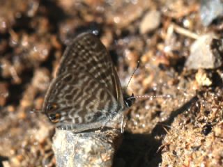 Mavi Zebra&nbsp;(Leptotes&nbsp;pirithous)