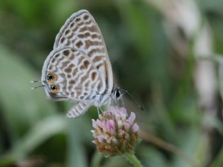 Mavi Zebra (Leptotes pirithous)