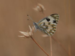 Siirt l Beneklibeyaz (Pontia glauconome)