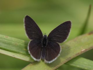 Minik Kupid (Cupido minimus)