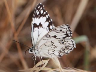 Akdeniz Melikesi (Melanargia titea)